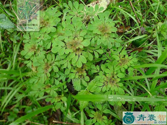 中药材九牛二虎草图片