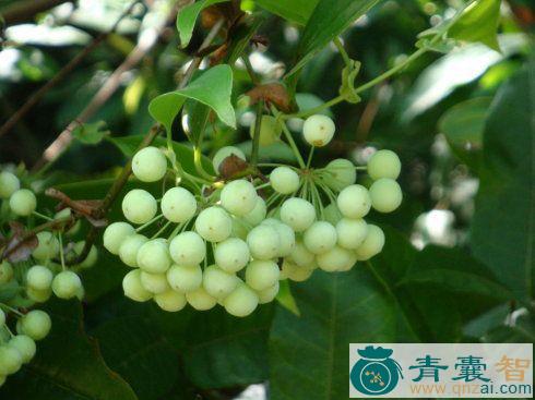 九牛力的性状性味归经以及功效用法-青囊智