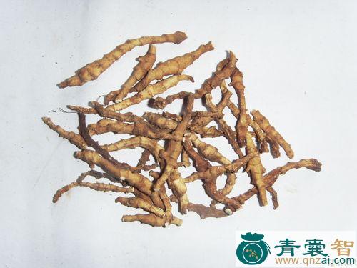 中药材九英菘图片