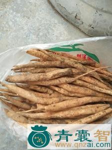 中药材九虫根图片