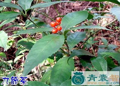 中药材九蛇风图片