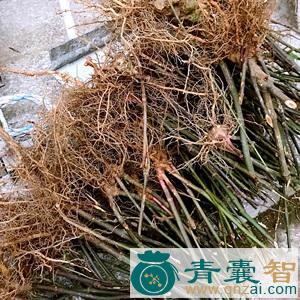 中药材九连台图片