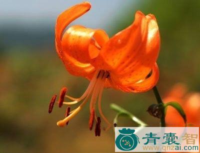 中药材九连灯图片