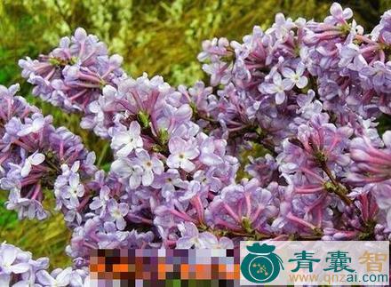 中药材九龙花图片
