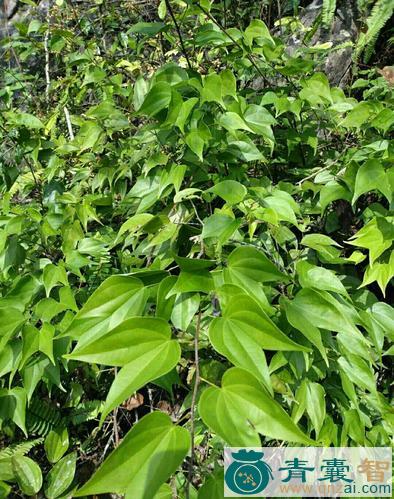 九龙藤叶-青囊智