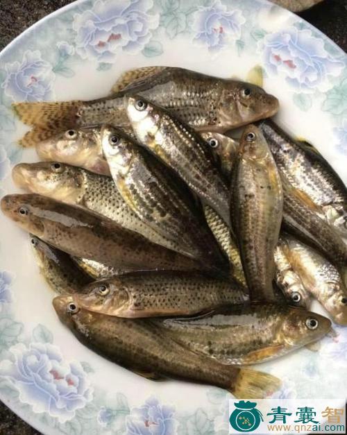 中药材乞里麻鱼图片