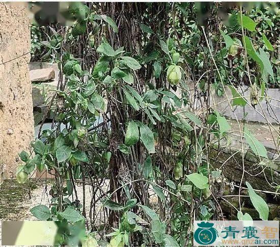 中药材乳汁公树图片