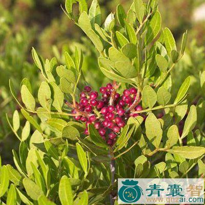 中药材乳香藤图片
