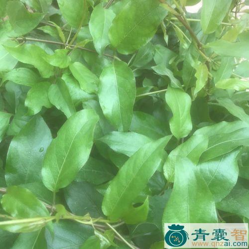 中药材乳鸡藤图片