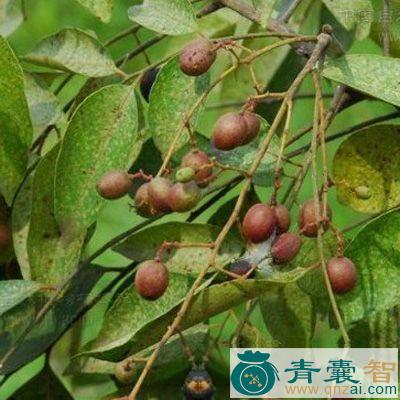 中药材了哥利图片