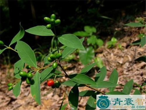 了哥王的性状性味归经以及功效用法和注意事项-青囊智