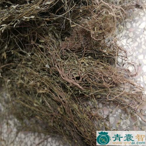 中药材二叶人字草图片