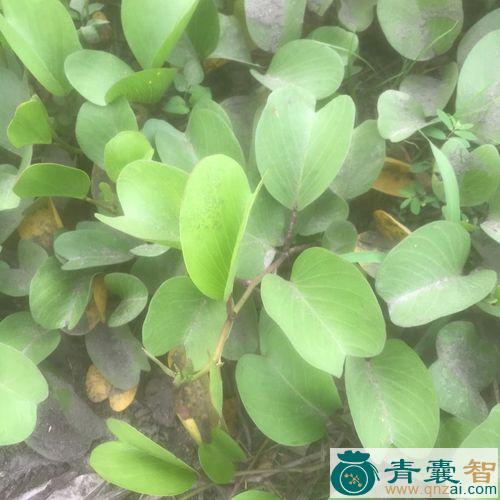 二叶红薯的性味归经以及功效用法和注意事项-青囊智