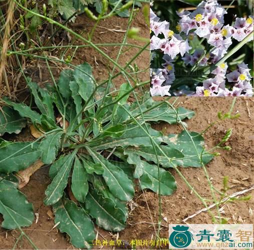 中药材二色补血草图片