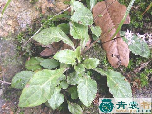 中药材二郎箭图片