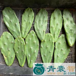 中药材云南仙人掌图片