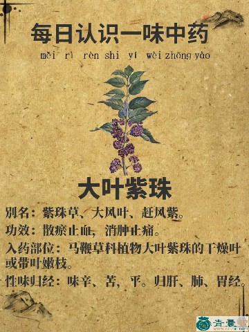 中药材云南紫珠图片