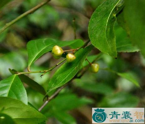 中药材云南美登木图片