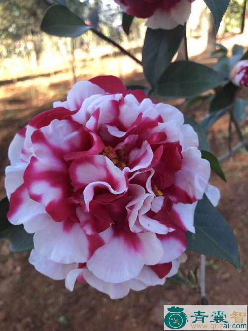 中药材云南茶花图片