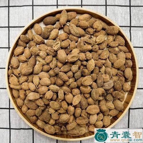 云南野砂仁的性味归经以及功效用法-青囊智