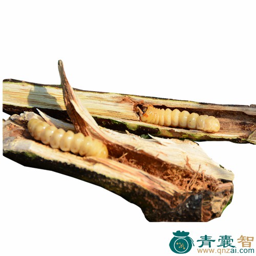 中药材云实蛀虫图片