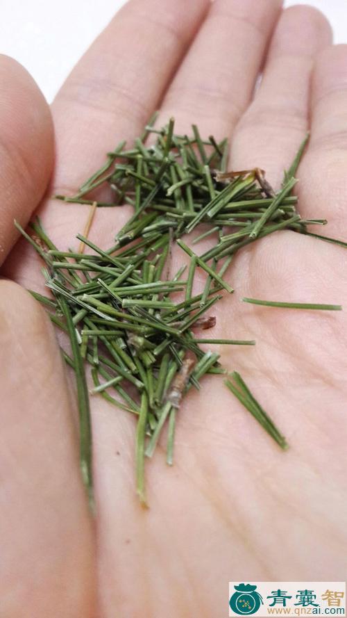 云松茶的性状性味归经以及功效用法-青囊智