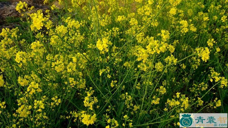 云苔草的性味归经-青囊智