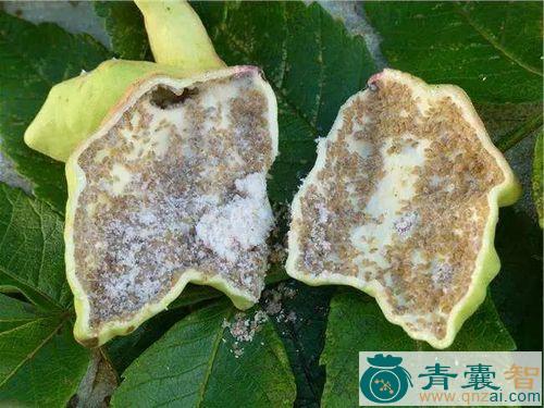 五倍子内虫的-青囊智