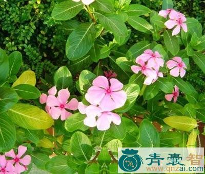 中药材五叶泡图片