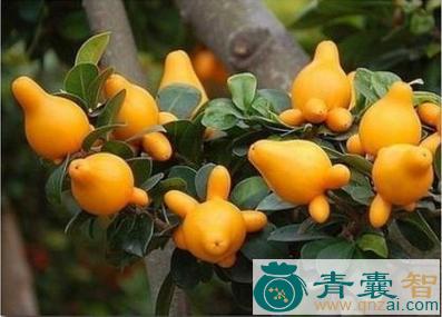 中药材五叶茄图片