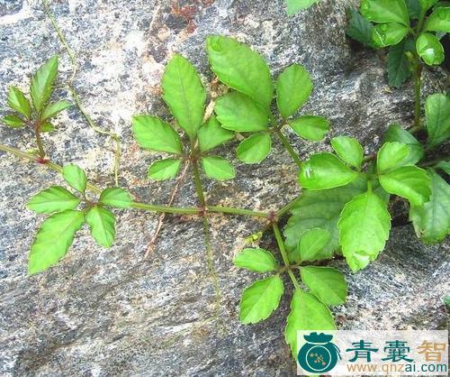 中药材五叶茑图片