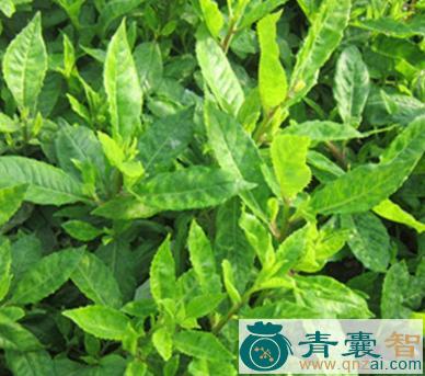 五味菜的性状性味归经以及功效用法-青囊智