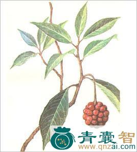 中药材五味藤图片