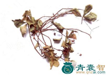 中药材五托莲图片