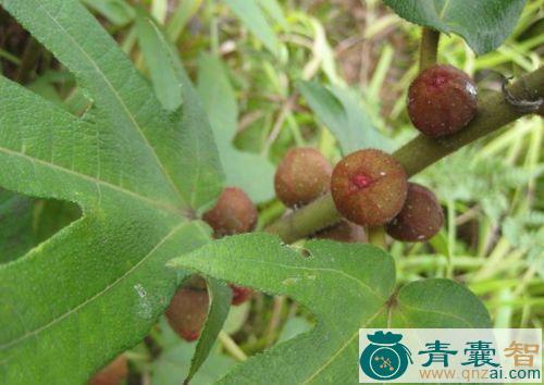 中药材五指毛桃果图片