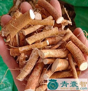 五指牛奶的性状性味归经以及功效用法和注意事项-青囊智