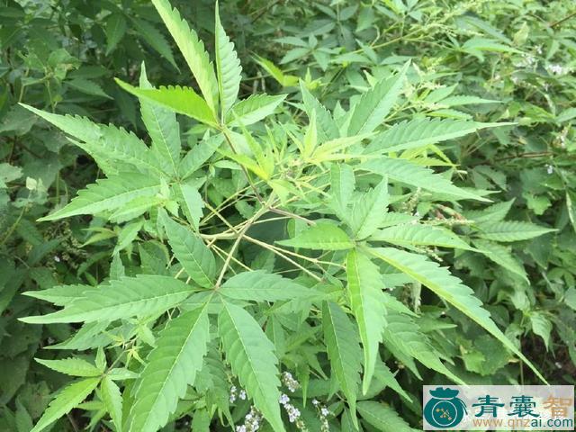 中药材五指风图片