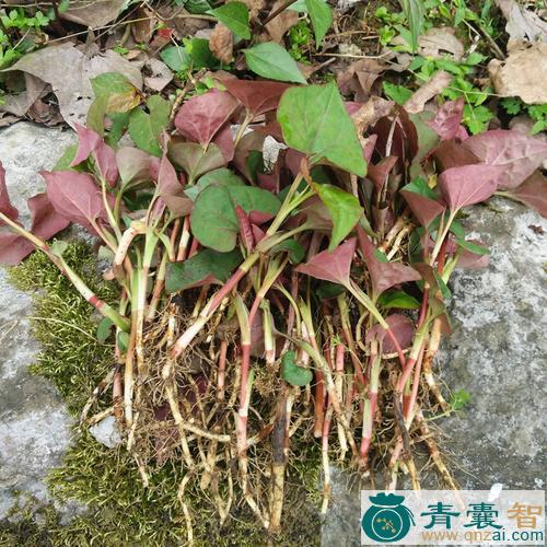 中药材五星草图片
