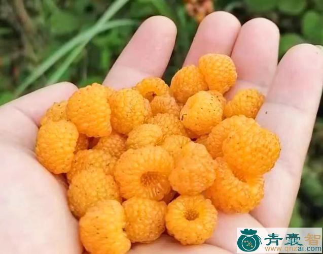 五月泡的性味归经以及功效用法-青囊智