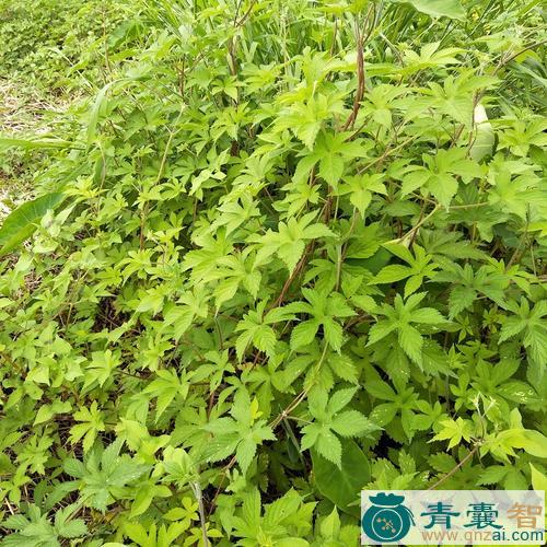 中药材五爪藤图片