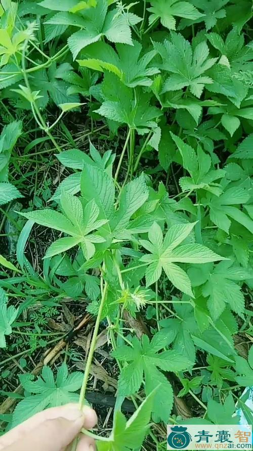 中药材五爪龙草图片