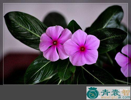 中药材五瓣莲图片