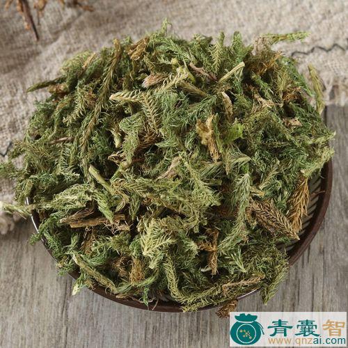 中药材五筋草图片
