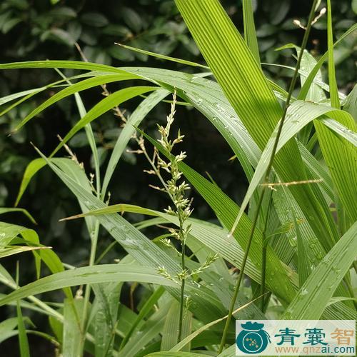 五花草的性味归经以及功效用法-青囊智