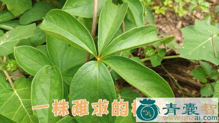 中药材五薯叶图片