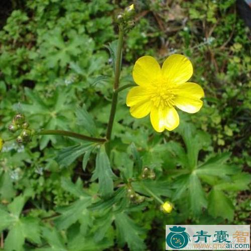 中药材五虎草图片