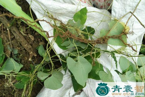 五虎通城的性状性味归经以及功效用法-青囊智