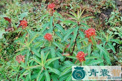 中药材五虚下西山图片