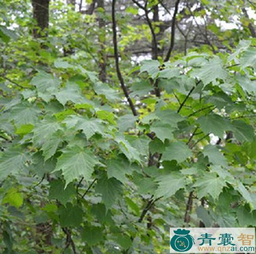 中药材五角枫根图片