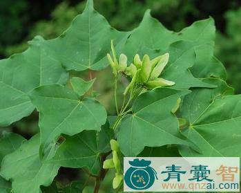 中药材五角槭图片